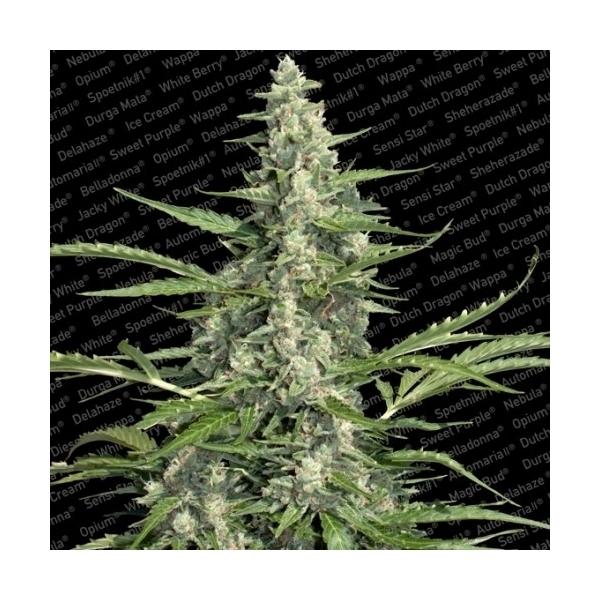 Pandora (Paradise Seeds) Feminiserede