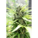 Pandora (Paradise Seeds) Feminiserede