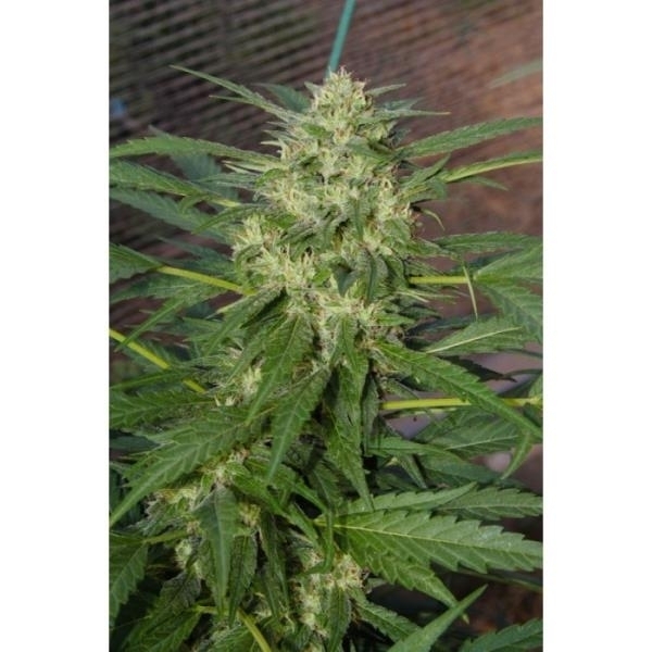 Pandora (Paradise Seeds) Feminiserede