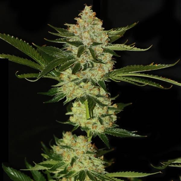 UnderDawg OG (T.H.Seeds) Feminiserede