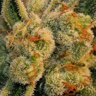 Auto Bubblegum (T.H. Seeds) feminiserede