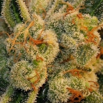 Auto Bubblegum (T.H.Seeds) Feminiserede