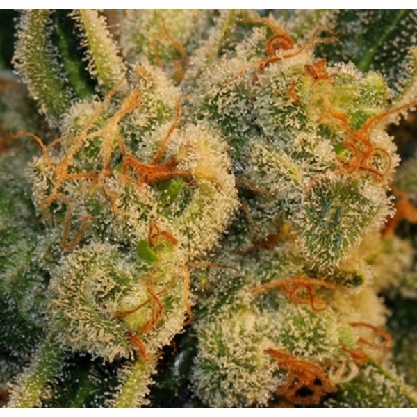 Auto Bubblegum (T.H.Seeds) Feminiserede