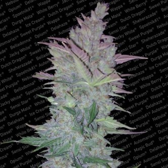 Vertigo (Paradise Seeds) feminiserede cannabisfr&oslash;