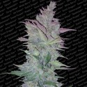 Vertigo (Paradise Seeds) Feminiserede