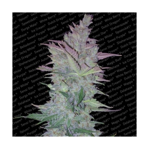 Vertigo (Paradise Seeds) Feminiserede