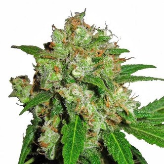 Sensi Skunk (Sensi Seeds) feminiserede cannabisfr&oslash;