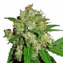 Sensi Skunk (Sensi Seeds) Feminiserede