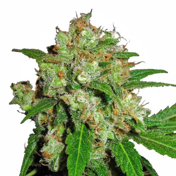 Sensi Skunk (Sensi Seeds) Feminiserede