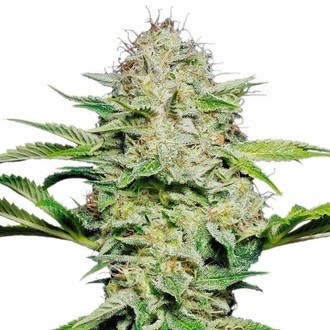 Sensi Skunk Autoflower (Sensi Seeds) Feminiserede