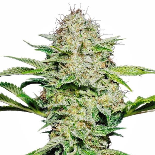 Sensi Skunk Autoflower (Sensi Seeds) Feminiserede