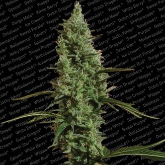 Atomical Haze (Paradise Seeds) feminiserede cannabisfr&oslash;