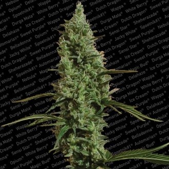 Atomical Haze (Paradise Seeds) Feminiserede