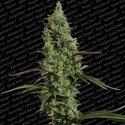 Atomical Haze (Paradise Seeds) Feminiserede
