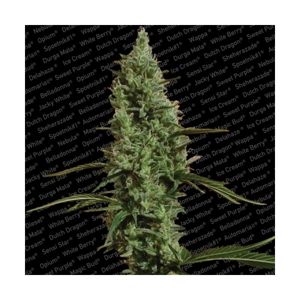 Atomical Haze (Paradise Seeds) Feminiserede