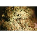 Atomical Haze (Paradise Seeds) Feminiserede