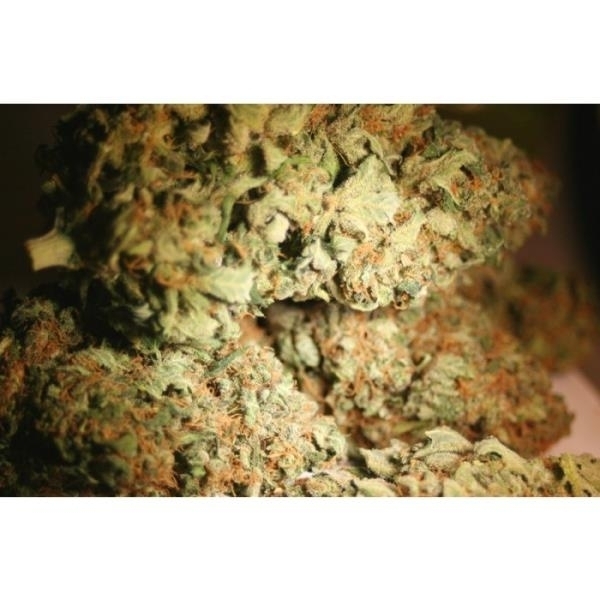 Atomical Haze (Paradise Seeds) Feminiserede