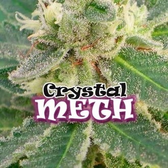 Crystal M.E.T.H. (Dr. Underground) Feminiserede