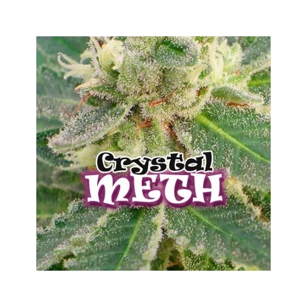 Crystal M.E.T.H. (Dr. Underground) Feminiserede