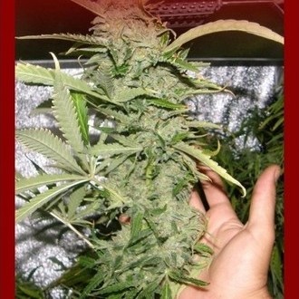 Crystal M.E.T.H. (Dr. Underground) Feminiserede