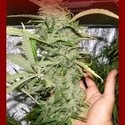 Crystal M.E.T.H. (Dr. Underground) Feminiserede