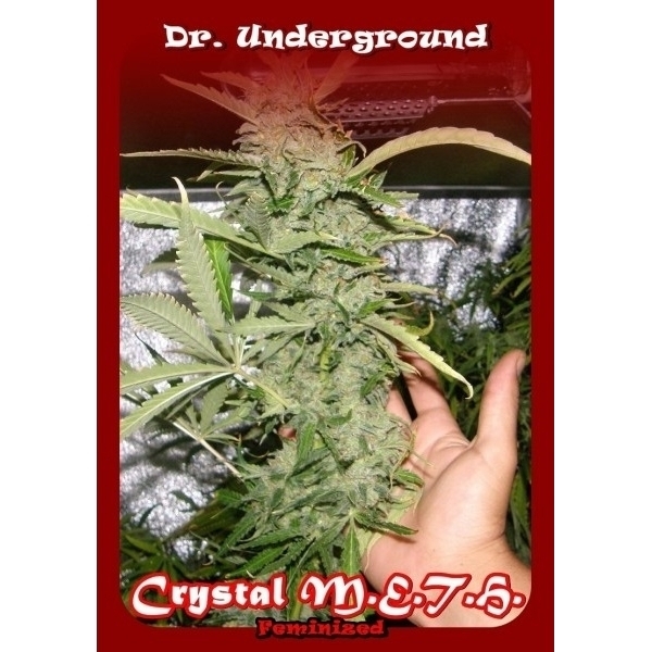 Crystal M.E.T.H. (Dr. Underground) Feminiserede