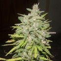 Crystal M.E.T.H. (Dr. Underground) Feminiserede