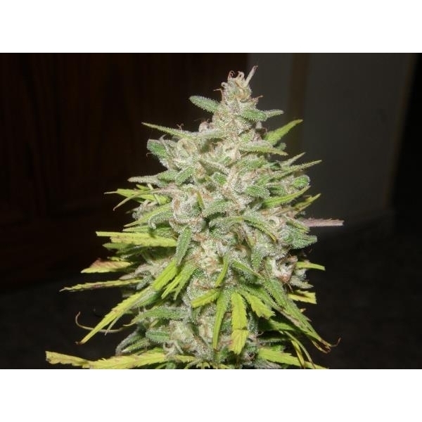 Crystal M.E.T.H. (Dr. Underground) Feminiserede