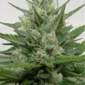 Crystal M.E.T.H. (Dr. Underground) Feminiserede