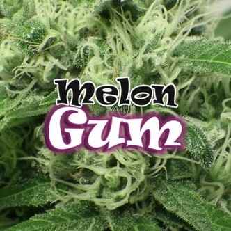 Melon Gum (Dr. Underground) feminiserede cannabisfr&oslash;