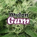 Melon Gum (Dr. Underground) Feminiserede