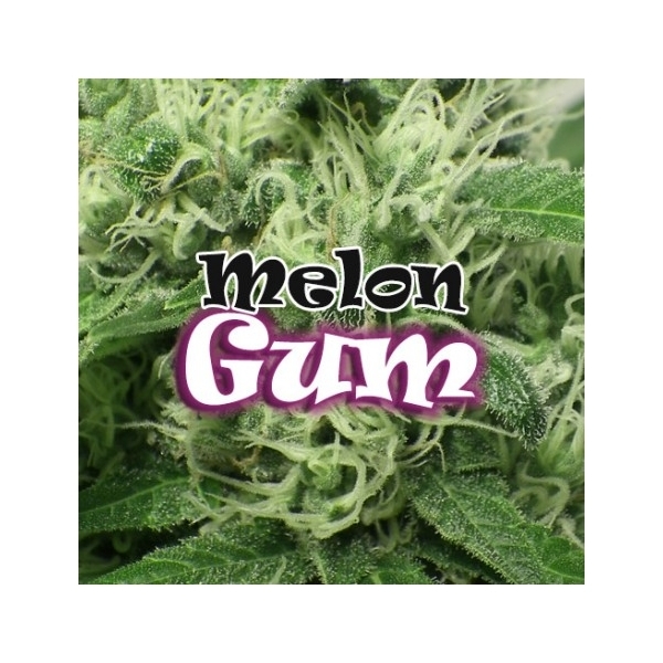 Melon Gum (Dr. Underground) Feminiserede