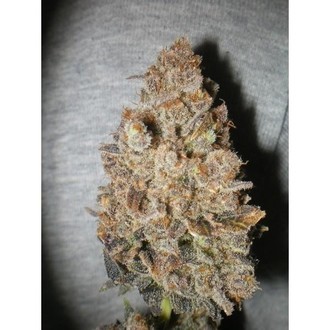 Melon Gum (Dr. Underground) Feminiserede