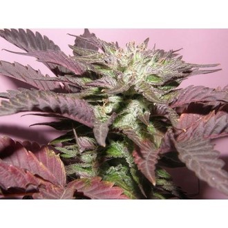 Melon Gum (Dr. Underground) Feminiserede