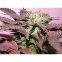 Melon Gum (Dr. Underground) Feminiserede