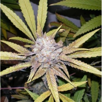 Melon Gum (Dr. Underground) Feminiserede