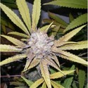 Melon Gum (Dr. Underground) Feminiserede