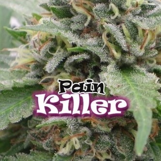 PainKiller (Dr. Underground) feminiserede