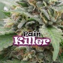 PainKiller (Dr. Underground) Feminiserede