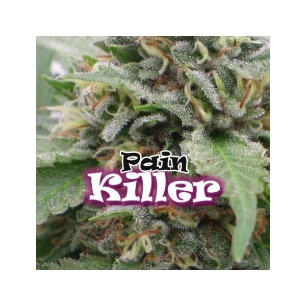 PainKiller (Dr. Underground) Feminiserede