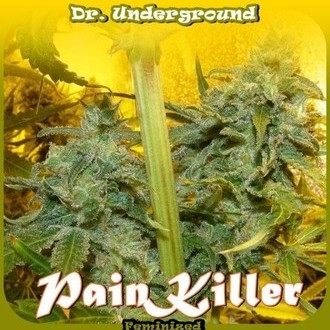 PainKiller (Dr. Underground) Feminiserede