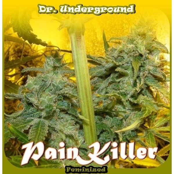 PainKiller (Dr. Underground) Feminiserede