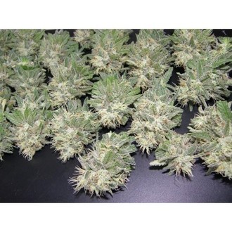 PainKiller (Dr. Underground) Feminiserede