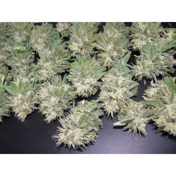 PainKiller (Dr. Underground) Feminiserede