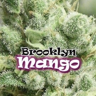 Brooklyn Mango (Dr. Underground) Feminiserede
