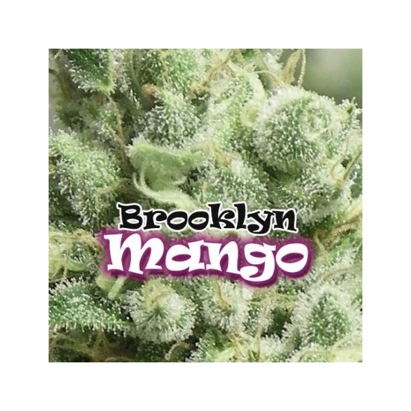 Brooklyn Mango (Dr. Underground) Feminiserede