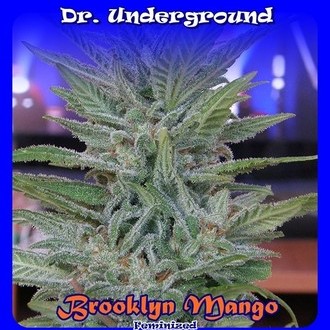 Brooklyn Mango (Dr. Underground) Feminiserede