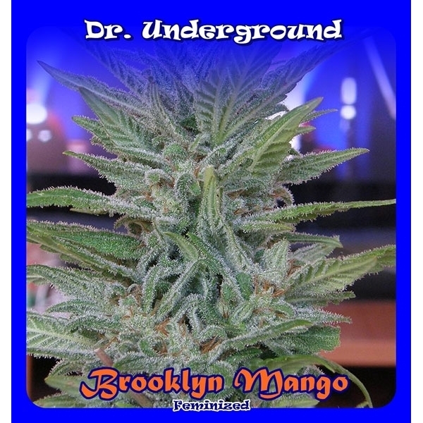Brooklyn Mango (Dr. Underground) Feminiserede