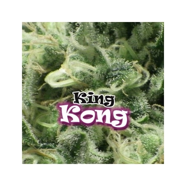 King Kong (Dr. Underground) Feminiserede