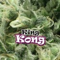 King Kong (Dr. Underground) Feminiserede